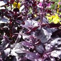 Ocimum basilicum 'Osmin'